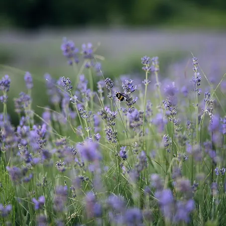 Stajerska Sivka - Jacuzzi & Savna * Maribor